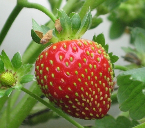 Ricardoes Tomatoes and U-Pick Strawberry Farm