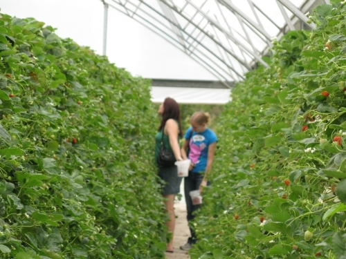 Ricardoes Tomatoes and U-Pick Strawberry Farm