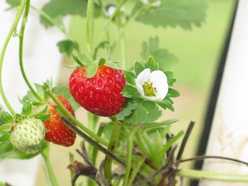 Ricardoes Tomatoes and U-Pick Strawberry Farm