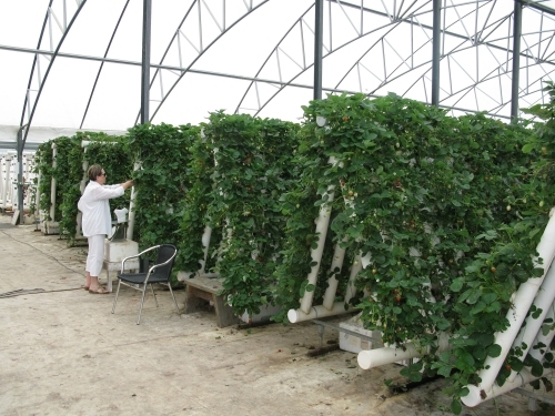 Ricardoes Tomatoes and U-Pick Strawberry Farm