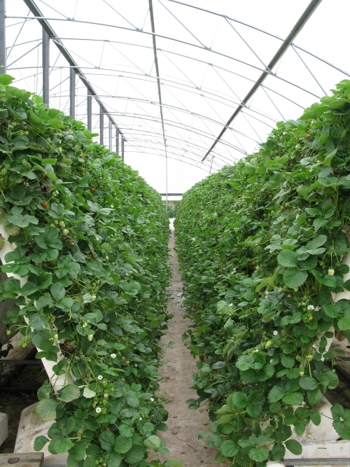 Ricardoes Tomatoes and U-Pick Strawberry Farm