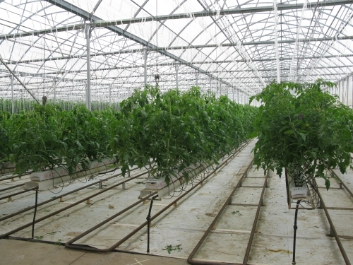 Ricardoes Tomatoes and U-Pick Strawberry Farm