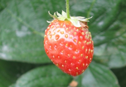 Ricardoes Tomatoes and U-Pick Strawberry Farm