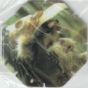 #128
Ewok Logray - Medicine Man
Tazo "Crimped" In Packet<br />(Left Hand Edge)

(Front Image)
