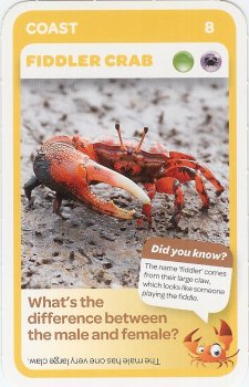 #8
Fiddler Crab

(Front Image)