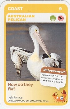 #9
Australian Pelican

(Front Image)