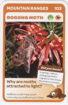 #103
Bogong Moth

(Front Image)
