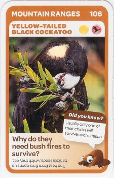 #106
Yellow-Tailed Black Cockatoo

(Front Image)