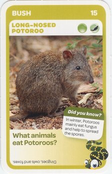 #15
Long-Nosed Potoroo

(Front Image)