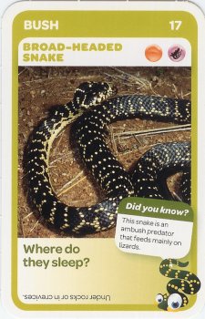 #17
Broad-Headed Snake

(Front Image)