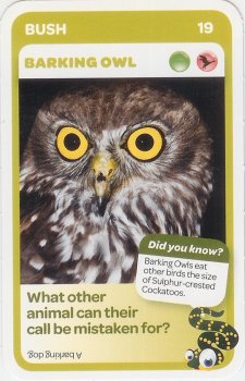 #19
Barking Owl

(Front Image)