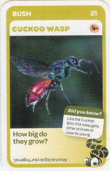 #21
Cuckoo Wasp

(Front Image)