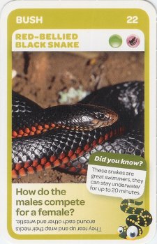 #22
Red-Bellied Black Snake

(Front Image)