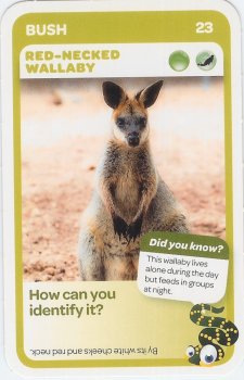 #23
Red-Necked Wallaby

(Front Image)