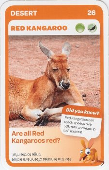#26
Red Kangaroo

(Front Image)