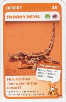 #28
Thorny Devil

(Front Image)
