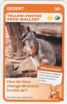 #30
Yellow-Footted Rock-Wallaby

(Front Image)