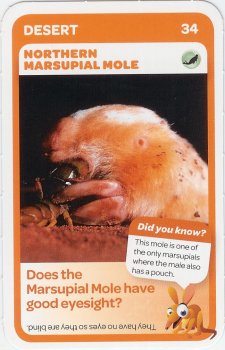 #34
Northern Marsupial Mole

(Front Image)