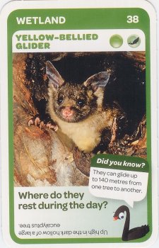 #38
Yellow-Bellied Glider

(Front Image)