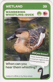 #39
Wandering Whistle-Duck

(Front Image)