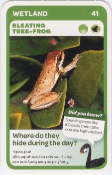 #41
Bleating Tree-Frog

(Front Image)