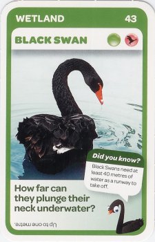 #43
Black Swan

(Front Image)