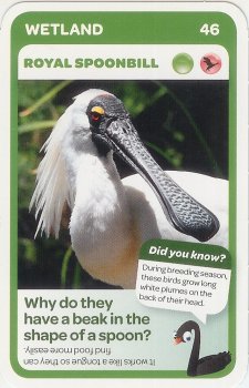 #46
Royal Spoonbill

(Front Image)