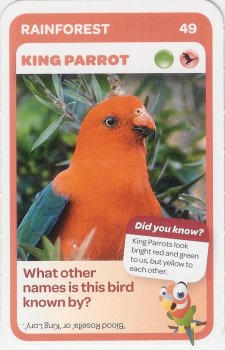 #49
King Parrot

(Front Image)