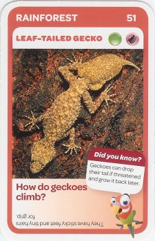 #51
Leaf-Tailed Gecko

(Front Image)