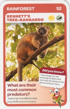 #52
Bennett's Tree Kangaroo

(Front Image)