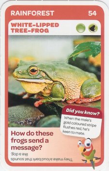 #54
White-Lipped Tree-Frog

(Front Image)