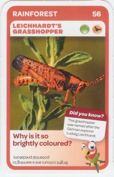 #56
Leichardt's Grasshopper

(Front Image)