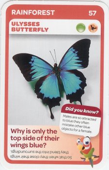 #57
Ulysses Butterfly

(Front Image)