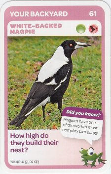 #61
White-Backed Magpie

(Front Image)