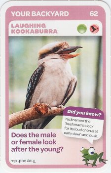 #62
Laughing Kookaburra

(Front Image)