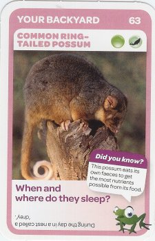 #63
Common Ring-Tailed Possum

(Front Image)