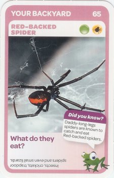 #65
Red-Backed Spider

(Front Image)