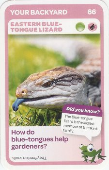 #66
Eastern Blue-Tongue Lizard

(Front Image)