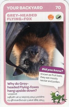#70
Grey-Headed Flying-Fox

(Front Image)