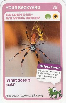 #72
Golden Orb-Weaving Spider

(Front Image)