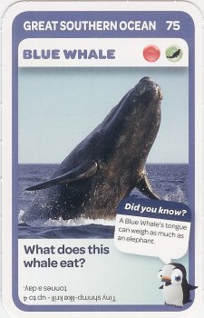#75
Blue Whale

(Front Image)