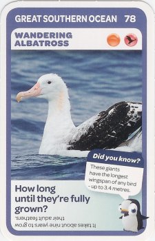 #78
Wandering Albatross

(Front Image)