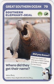 #79
Southern Elephant-Seal

(Front Image)