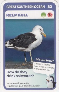 #82
Kelp Gull

(Front Image)