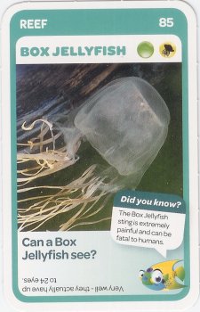 #85
Box Jellyfish

(Front Image)