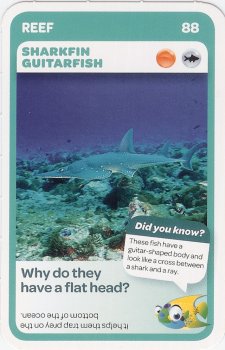 #88
Sharkfin Guitarfish

(Front Image)