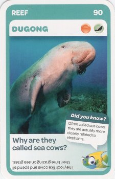 #90
Dugong

(Front Image)