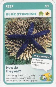 #91
Blue Starfish

(Front Image)