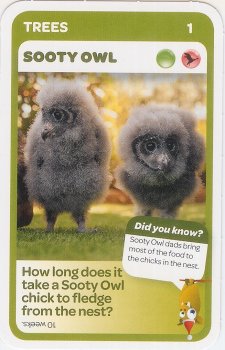 #1
Sooty Owl

(Front Image)