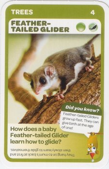 #4
Feather-Tailed Glider

(Front Image)